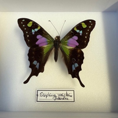 Papillon Graphium weiskei - Boite entomologique 12x15cm