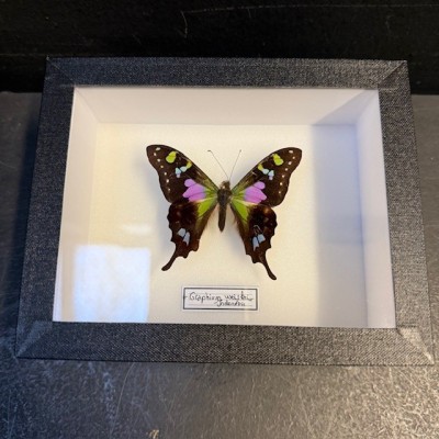 Papillon Graphium weiskei - Boite entomologique 12x15cm