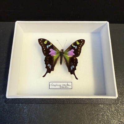 Papillon Graphium weiskei - Boite entomologique 12x15cm