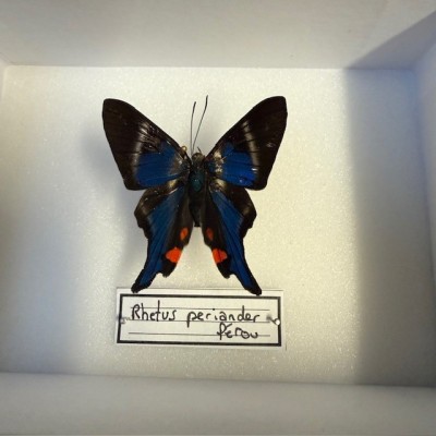 Entomological Box - Rhetus periander