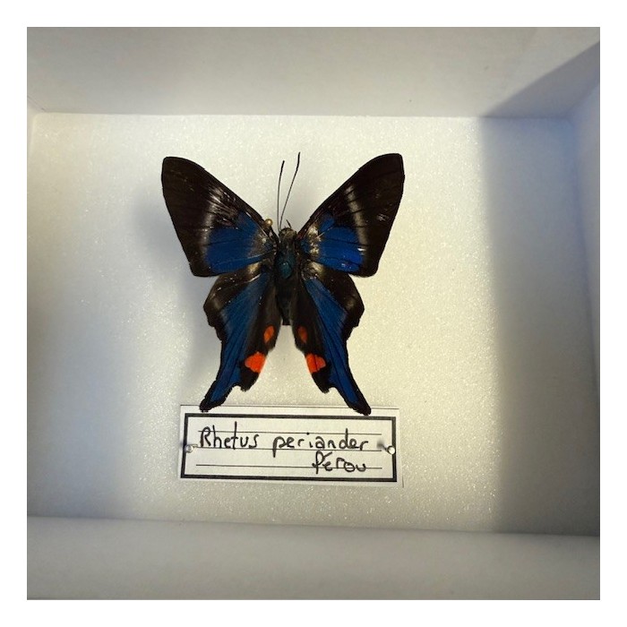 Entomological Box - Rhetus periander Entomological Box - Rhetus periander