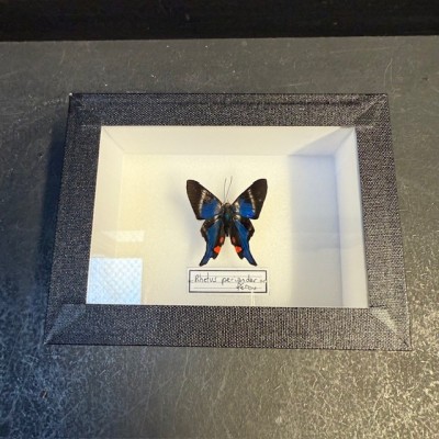 Entomological Box - Rhetus periander