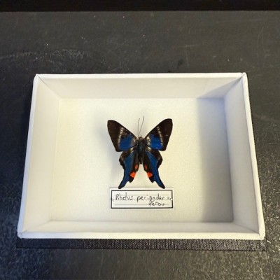 Entomological Box - Rhetus periander