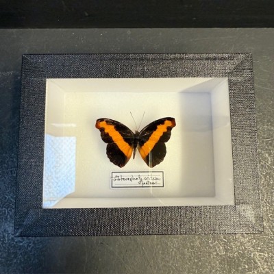 Entomological Box - Male Catonephele orites butterfly