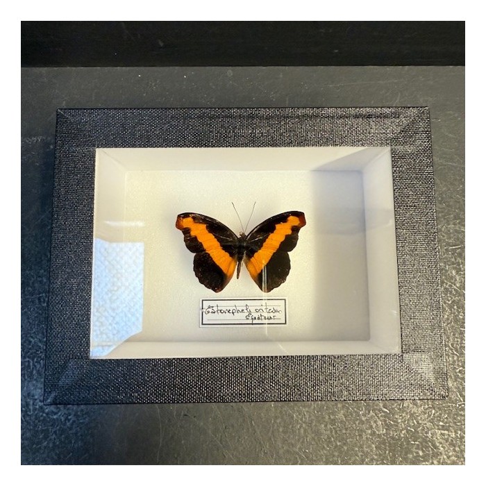 Entomological Box - Male Catonephele orites butterfly Entomological Box - Male Catonephele orites butterfly
