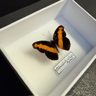 Entomological Box - Male Catonephele orites butterfly