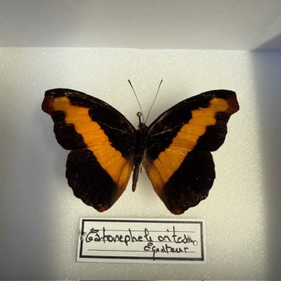 Boite entomologique - Papillon Catonephele orites mâle