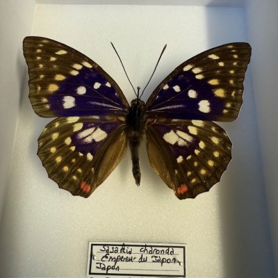 Papillon Sasakia Charonda (Empereur du Japon) - Boite entomologique