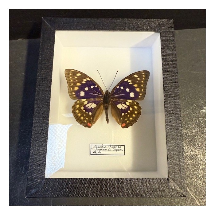 Entomological box Butterfly Sasakia Charonda - Emperor of Japan Entomological box Butterfly Sasakia Charonda - Emperor of Japan