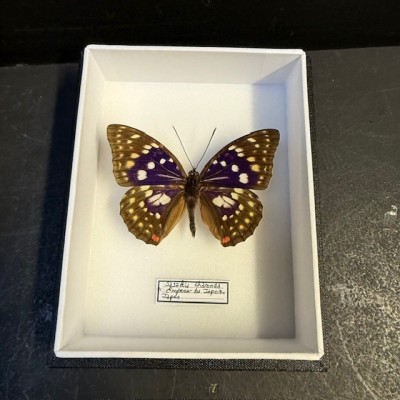 Papillon Sasakia Charonda (Empereur du Japon) - Boite entomologique