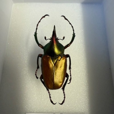 Scarabée Theodosia rodirigezi - Boite entomologique