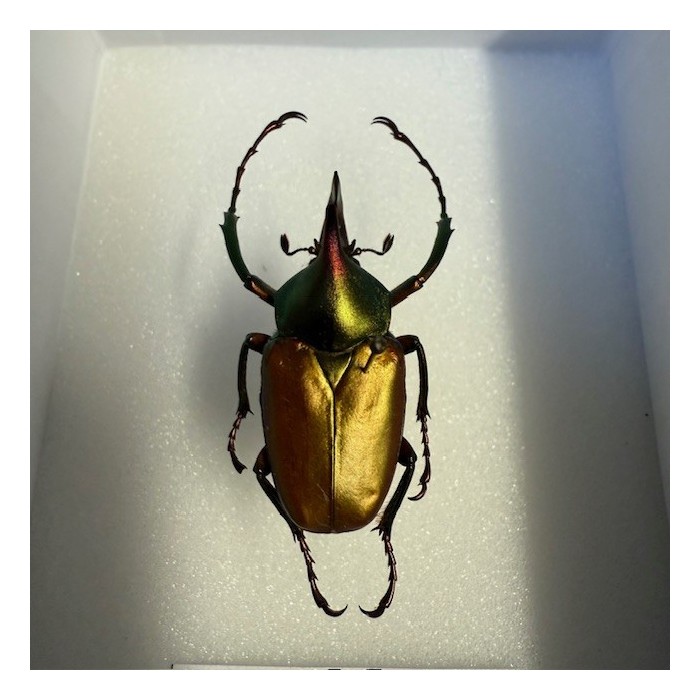 Scarabée Theodosia rodirigesi - Boite entomologique