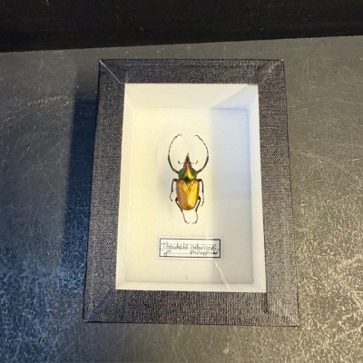 Scarabée Theodosia rodirigesi - Boite entomologique