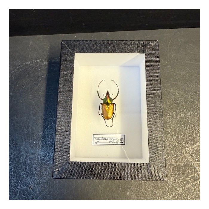 Scarabée Theodosia rodirigezi - Boite entomologique