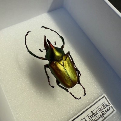 Scarabée Theodosia rodirigesi - Boite entomologique