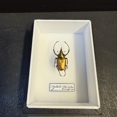 Entomological box - Scarab beetle Theodosia rodirigezi