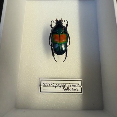 Entomological box - Scarab beetle Ischiopsopha jamesi