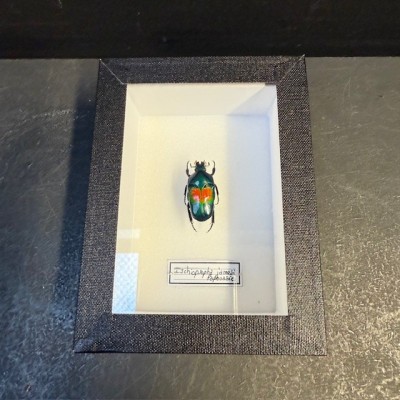 Entomological box - Scarab beetle Ischiopsopha jamesi