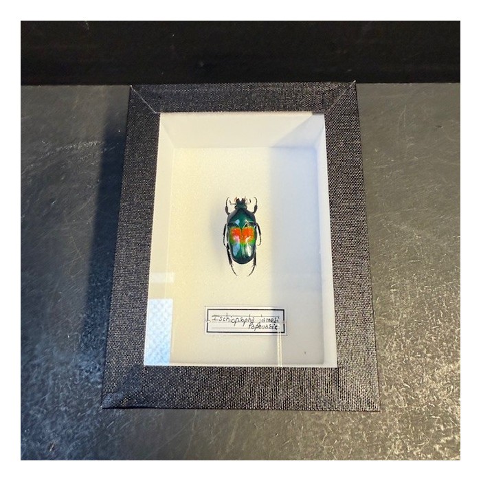Entomological box - Scarab beetle Ischiopsopha jamesi