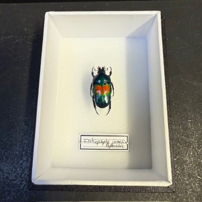 Entomological box - Scarab beetle Ischiopsopha jamesi