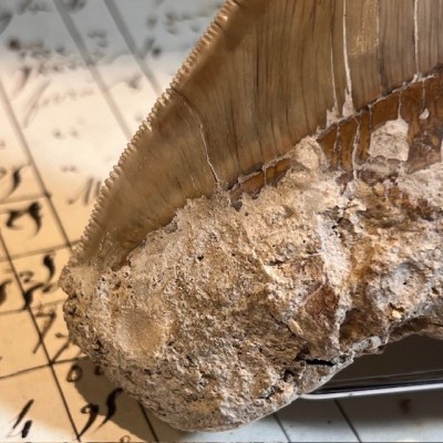Megalodon tooth fossil - Otodus megalodon - Fossil shark tooth