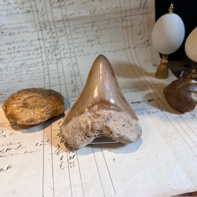 Megalodon tooth fossil - Otodus megalodon - Fossil shark tooth