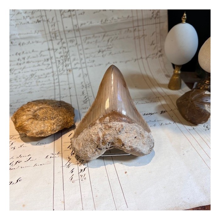 Megalodon tooth fossil - Otodus megalodon - Fossil shark tooth