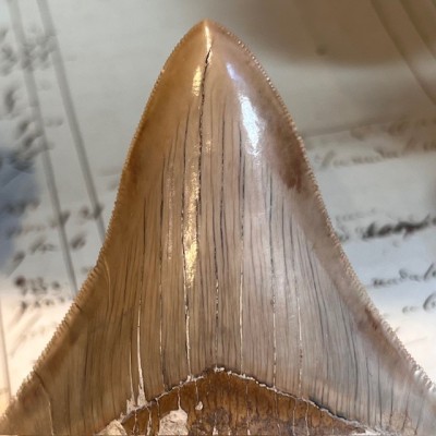 Megalodon tooth fossil - Otodus megalodon - Fossil shark tooth