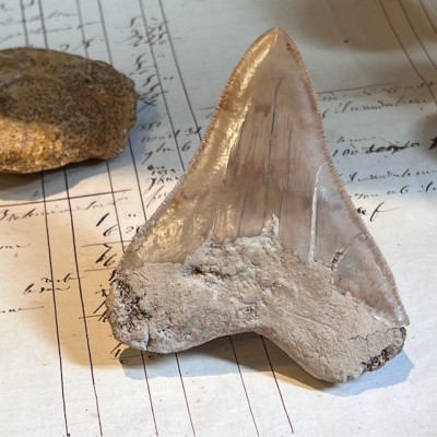 Megalodon tooth fossil - Otodus megalodon - Fossil shark tooth