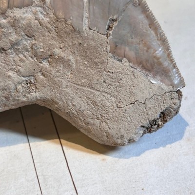 Megalodon tooth fossil - Otodus megalodon - Fossil shark tooth