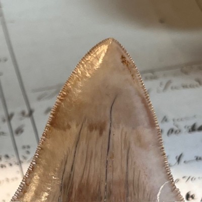 Megalodon tooth fossil - Otodus megalodon - Fossil shark tooth