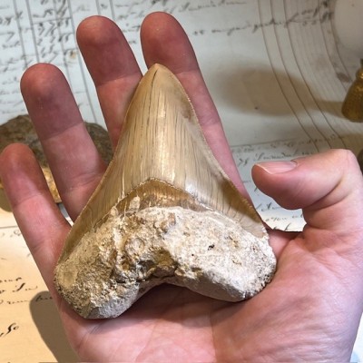 Megalodon tooth fossil - Otodus megalodon - Fossil shark tooth