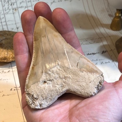 Dent de Mégalodon - Otodus megalodon - Indonésie - Requin fossile
