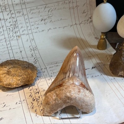 Megalodon tooth fossil - Otodus megalodon - Fossil shark tooth