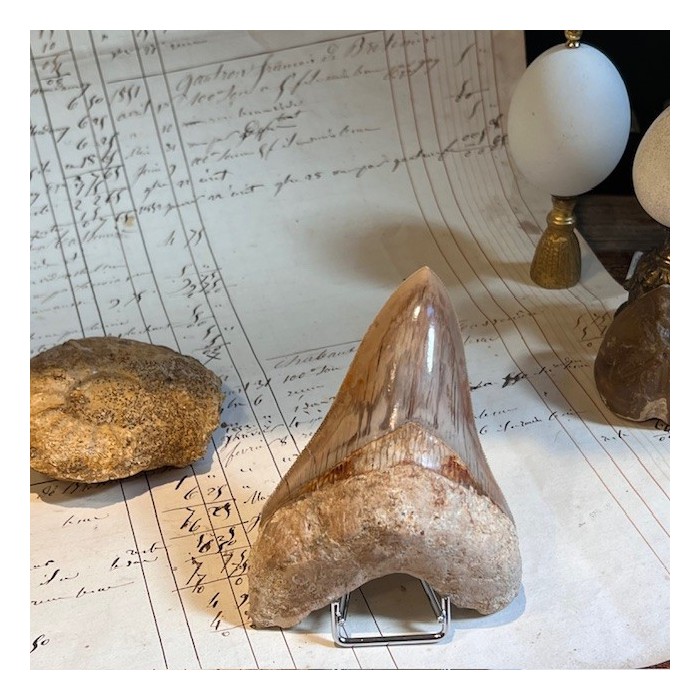 Megalodon tooth fossil - Otodus megalodon - Fossil shark tooth Megalodon tooth fossil - Otodus megalodon - Fossil shark tooth