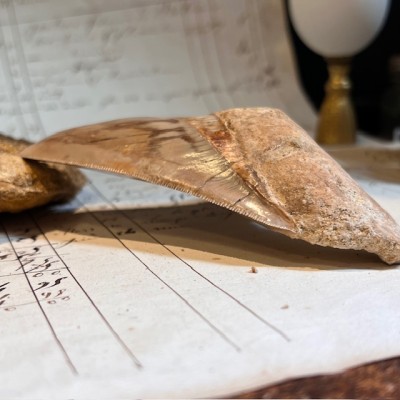Megalodon tooth fossil - Otodus megalodon - Fossil shark tooth