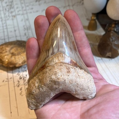 Megalodon tooth fossil - Otodus megalodon - Fossil shark tooth