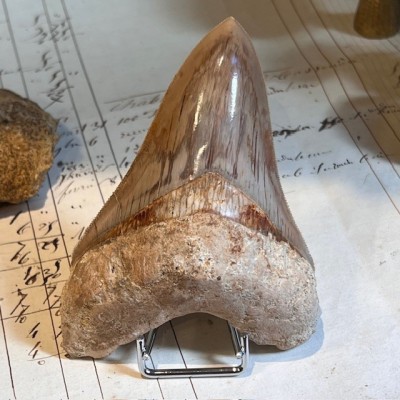 Megalodon tooth fossil - Otodus megalodon - Fossil shark tooth