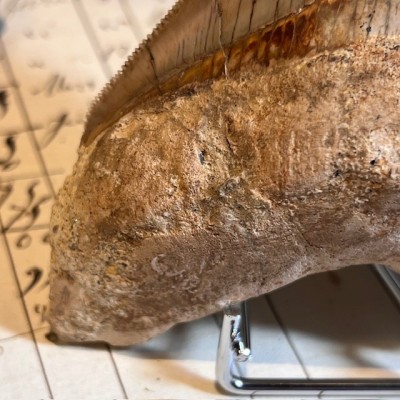 Megalodon tooth fossil - Otodus megalodon - Fossil shark tooth
