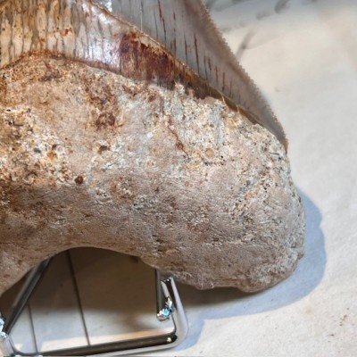 Dent de Mégalodon - Otodus megalodon - Indonésie - Requin fossile