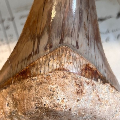Megalodon tooth fossil - Otodus megalodon - Fossil shark tooth