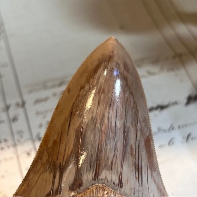 Megalodon tooth fossil - Otodus megalodon - Fossil shark tooth