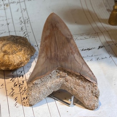 Megalodon tooth fossil - Otodus megalodon - Fossil shark tooth