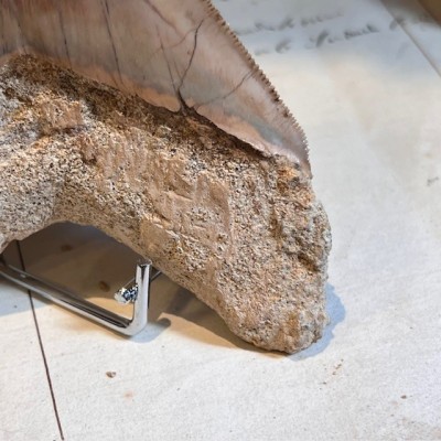 Megalodon tooth fossil - Otodus megalodon - Fossil shark tooth
