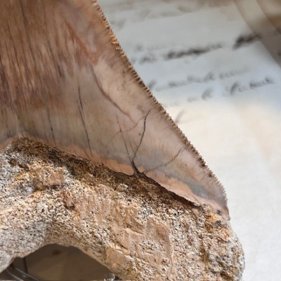 Megalodon tooth fossil - Otodus megalodon - Fossil shark tooth