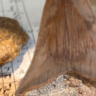 Megalodon tooth fossil - Otodus megalodon - Fossil shark tooth
