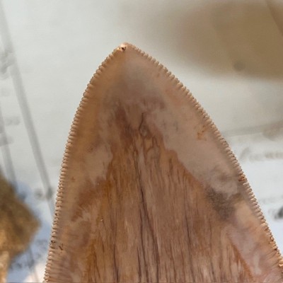 Megalodon tooth fossil - Otodus megalodon - Fossil shark tooth