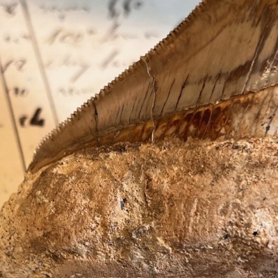 Megalodon tooth fossil - Otodus megalodon - Fossil shark tooth