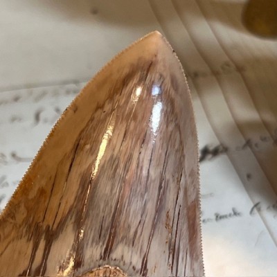 Megalodon tooth fossil - Otodus megalodon - Fossil shark tooth