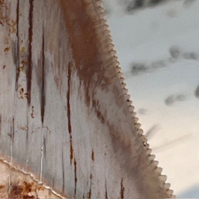 Dent de Mégalodon - Otodus megalodon - Indonésie - Requin fossile